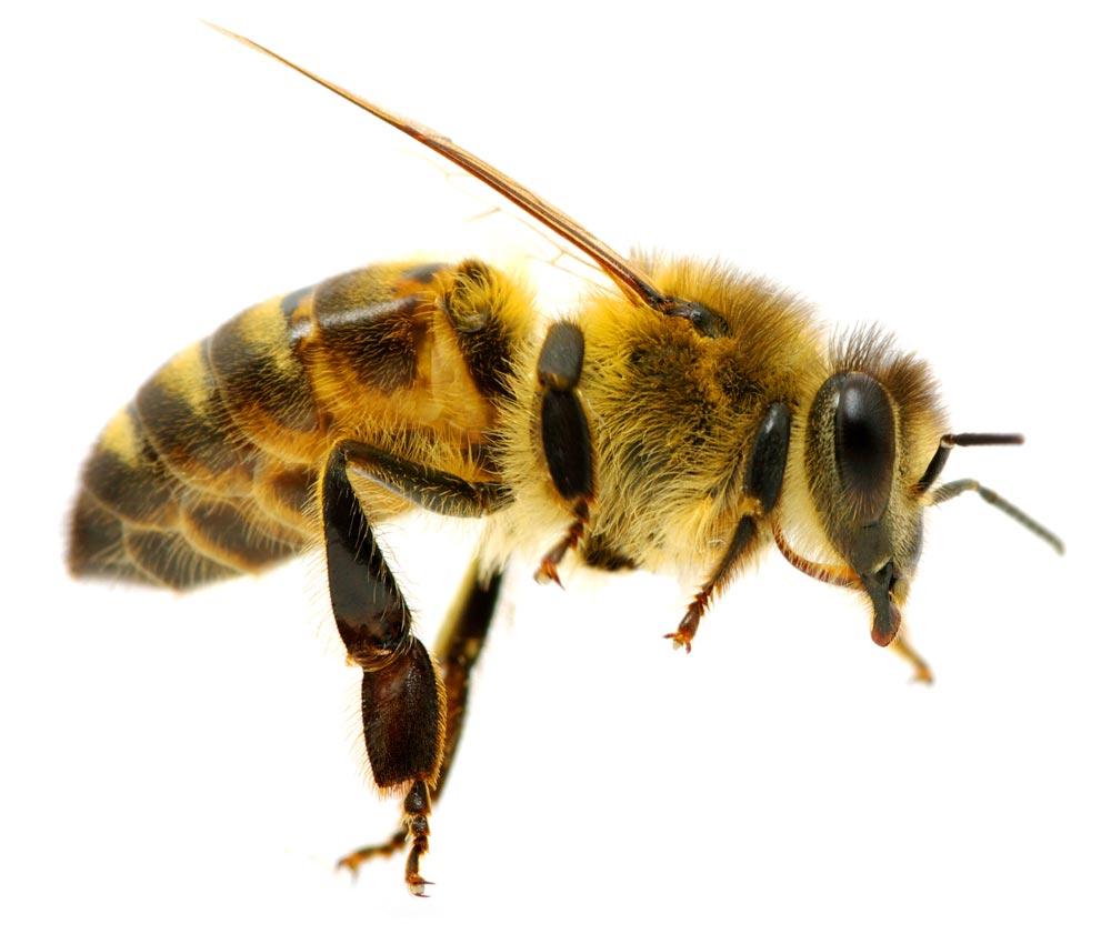Pest Control Contracts -- or No Contracts? Pest Control Contracts -- or No Contracts?